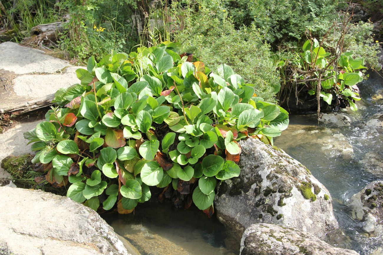 Image of Bergenia crassifolia specimen.