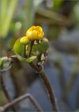 Caltha palustris