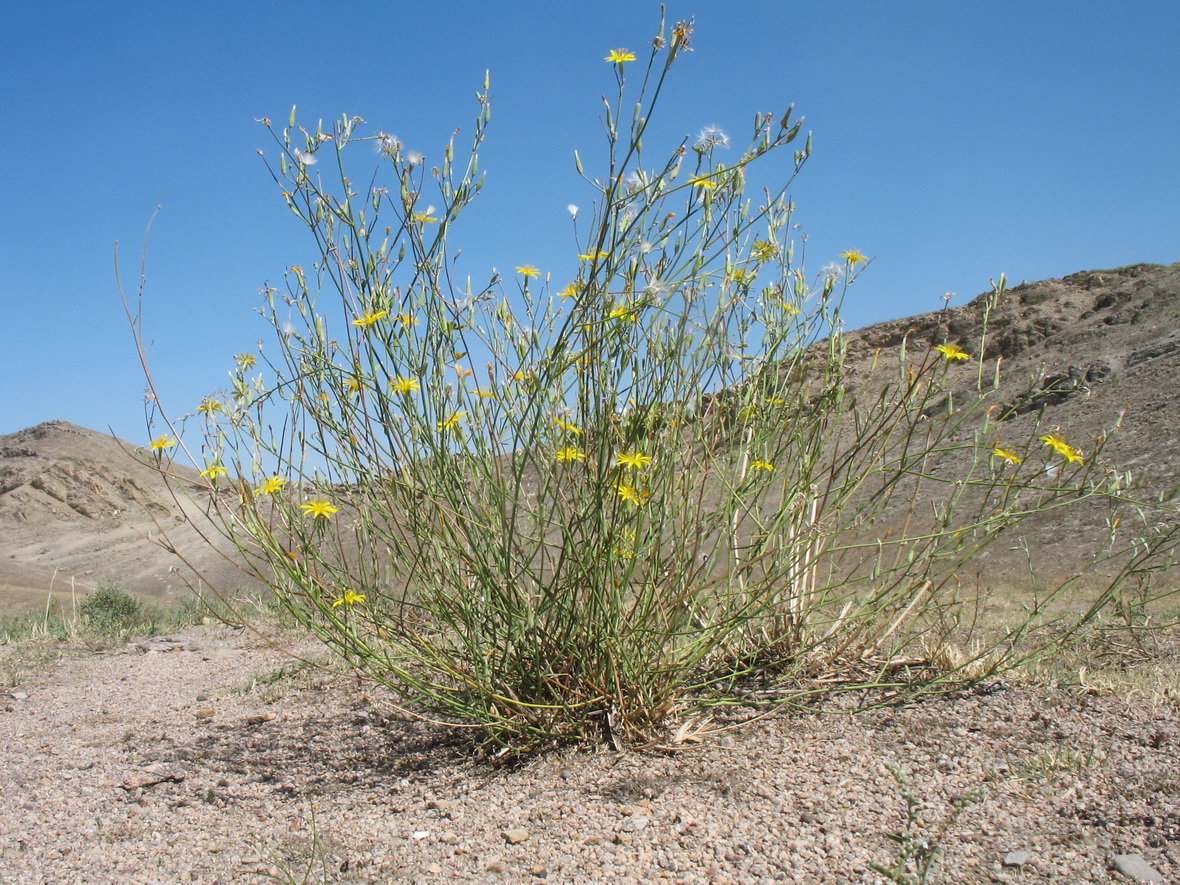 Image of genus Chondrilla specimen.