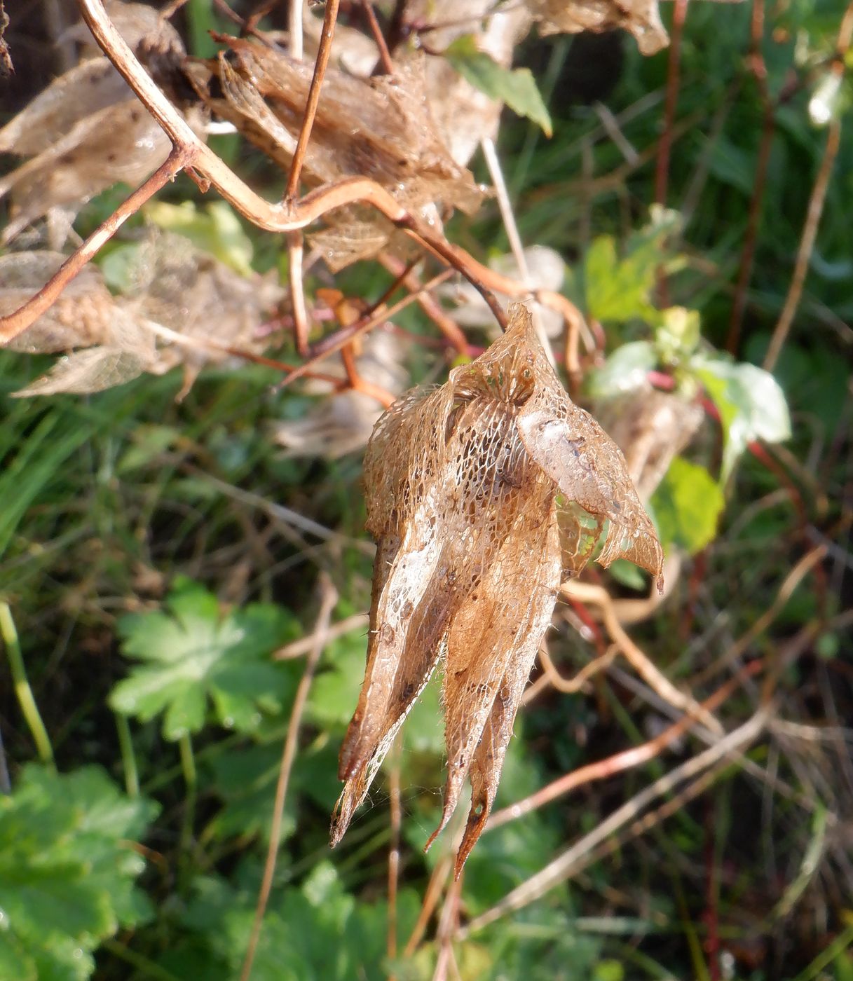 Image of Malope trifida specimen.