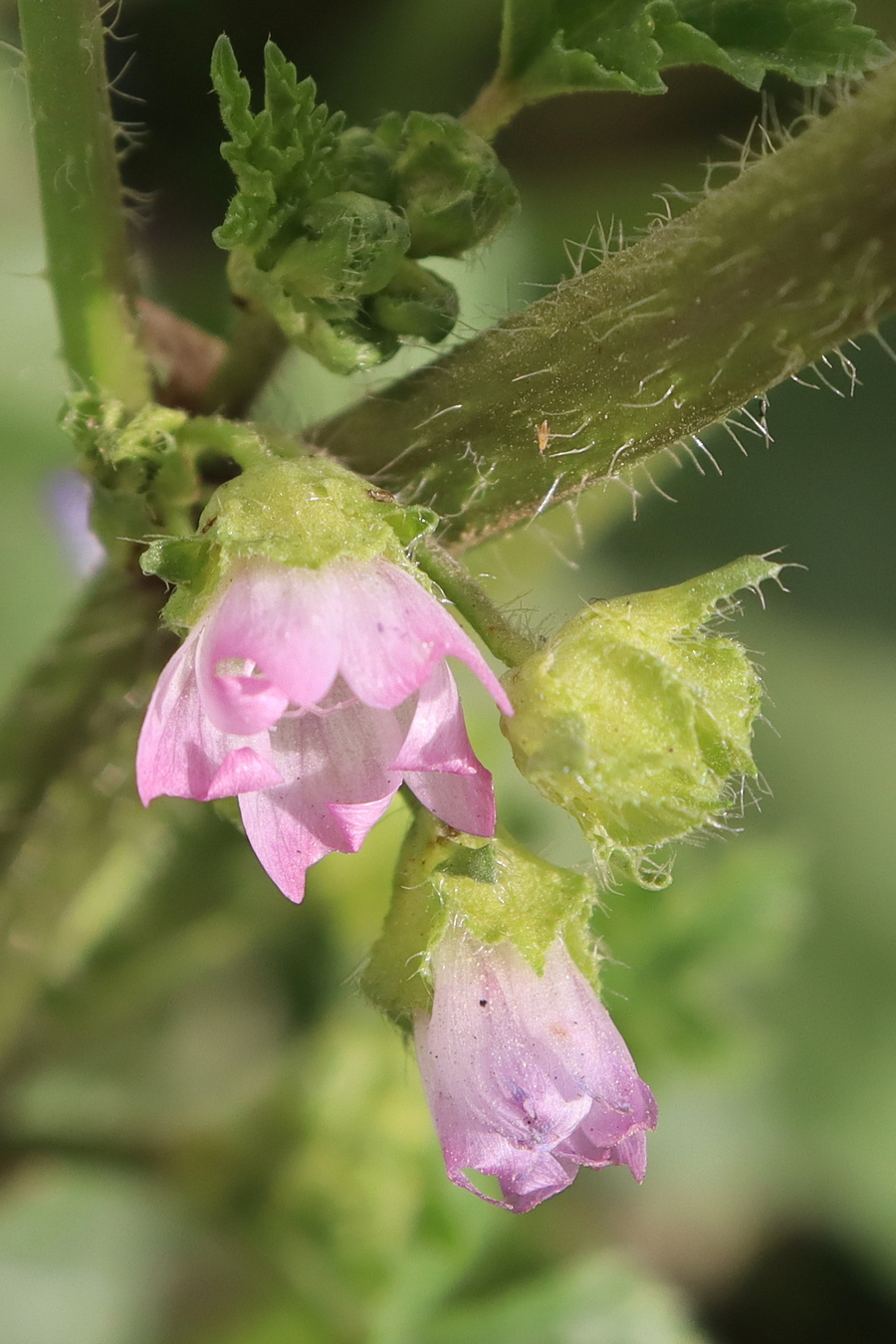 Image of Malva nicaeensis specimen.