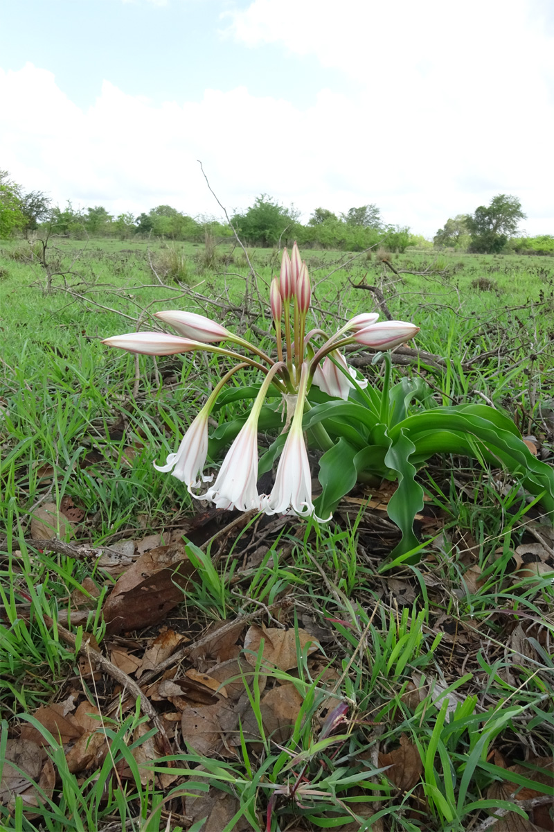 Image of Crinum macowanii specimen.