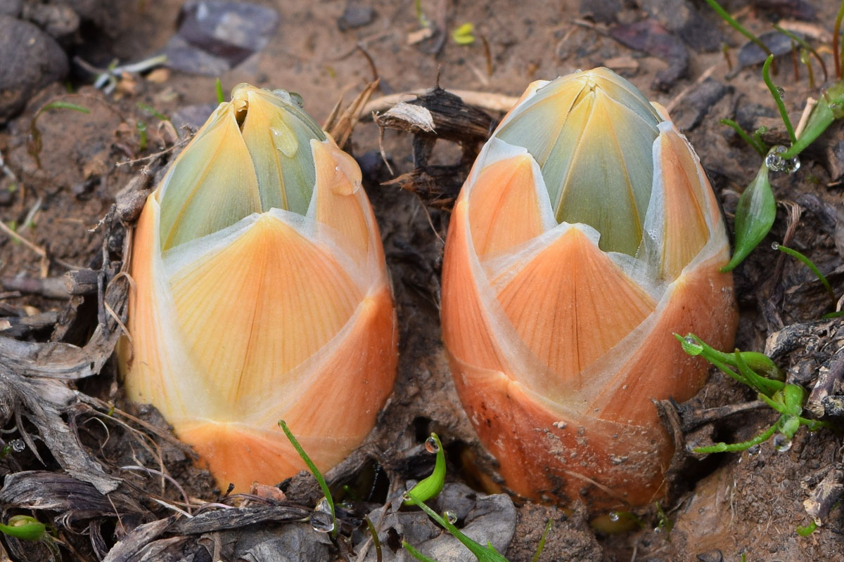 Image of Eremurus regelii specimen.