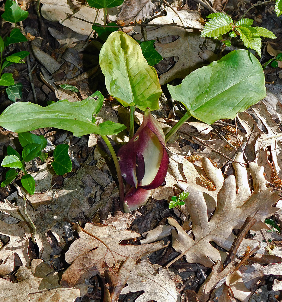 Image of Arum elongatum specimen.