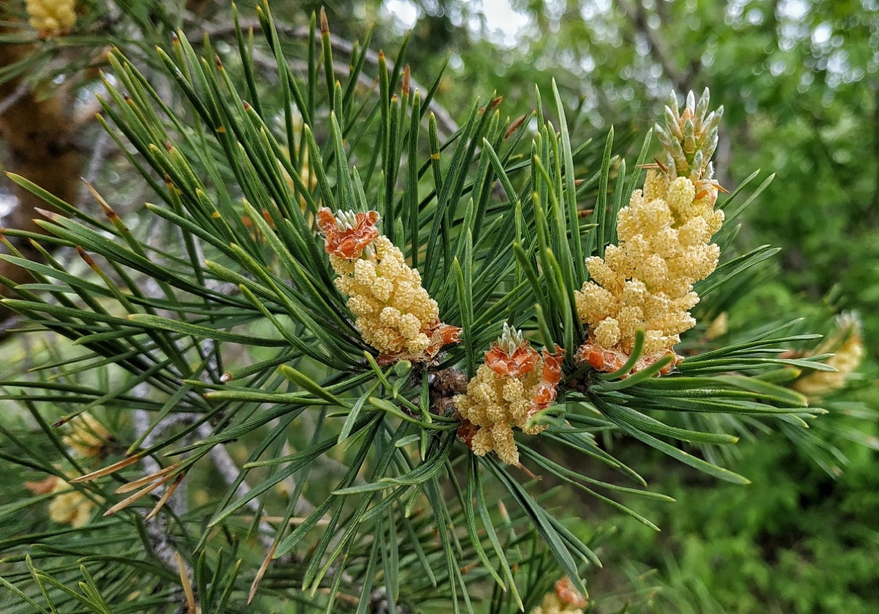 Image of Pinus sylvestris specimen.