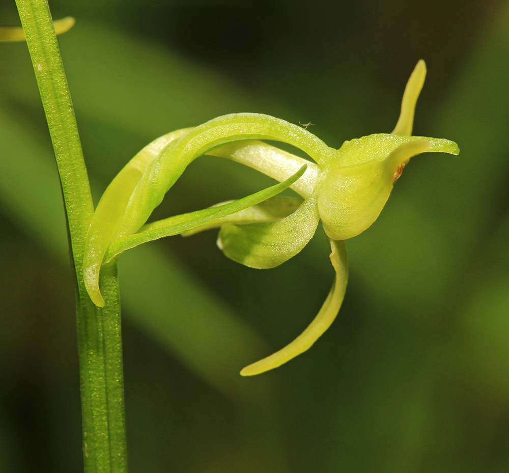 Изображение особи Platanthera &times; inouei.