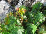 Potentilla gelida subspecies boreo-asiatica. Цветущее растение. Полярный Урал, щебнистый берег оз. Естото. 31.07.2010.