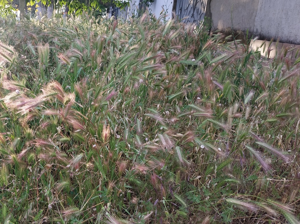 Image of Hordeum murinum specimen.