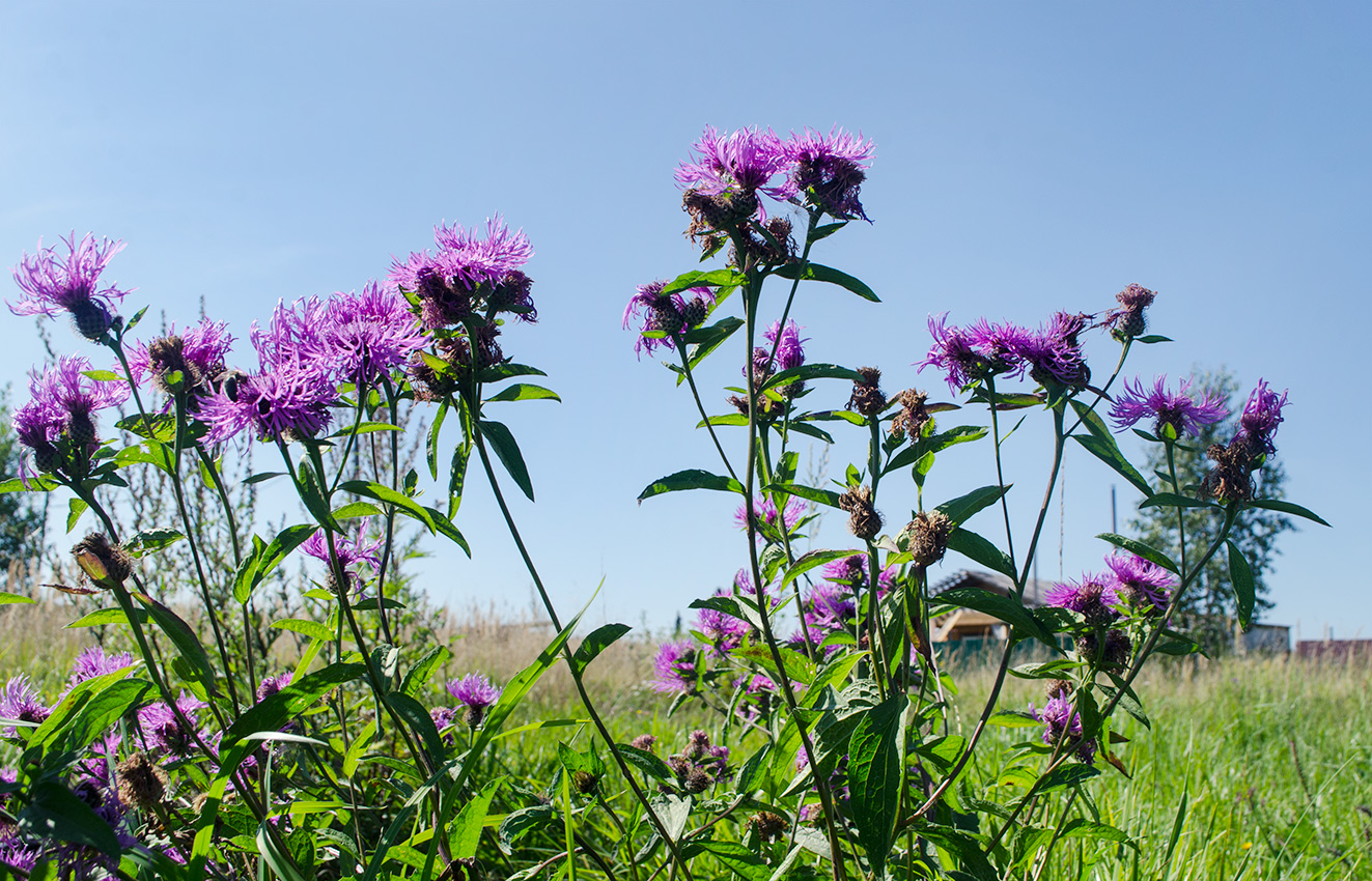 Image of Centaurea pseudophrygia specimen.