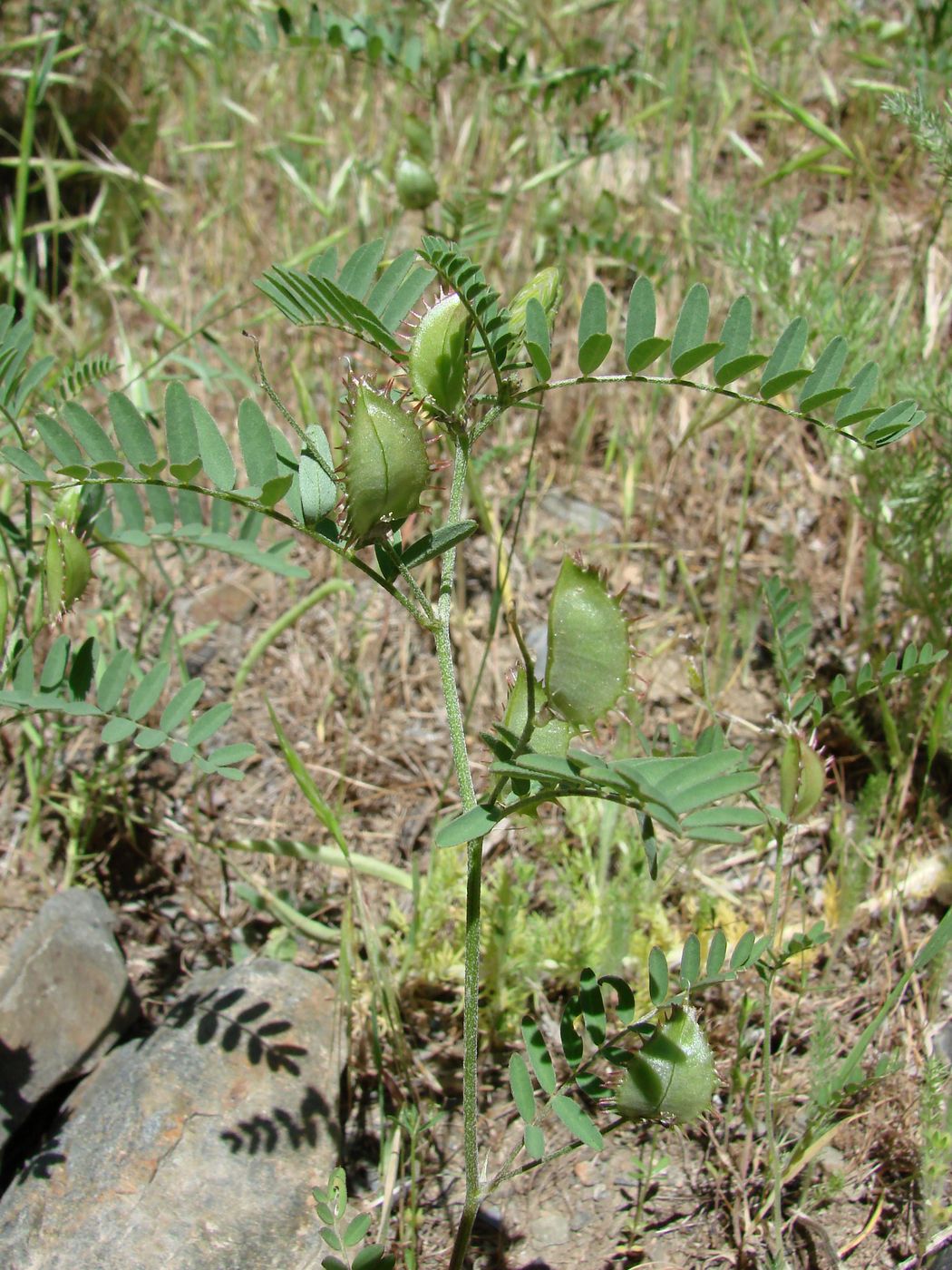 Изображение особи Astragalus schmalhausenii.