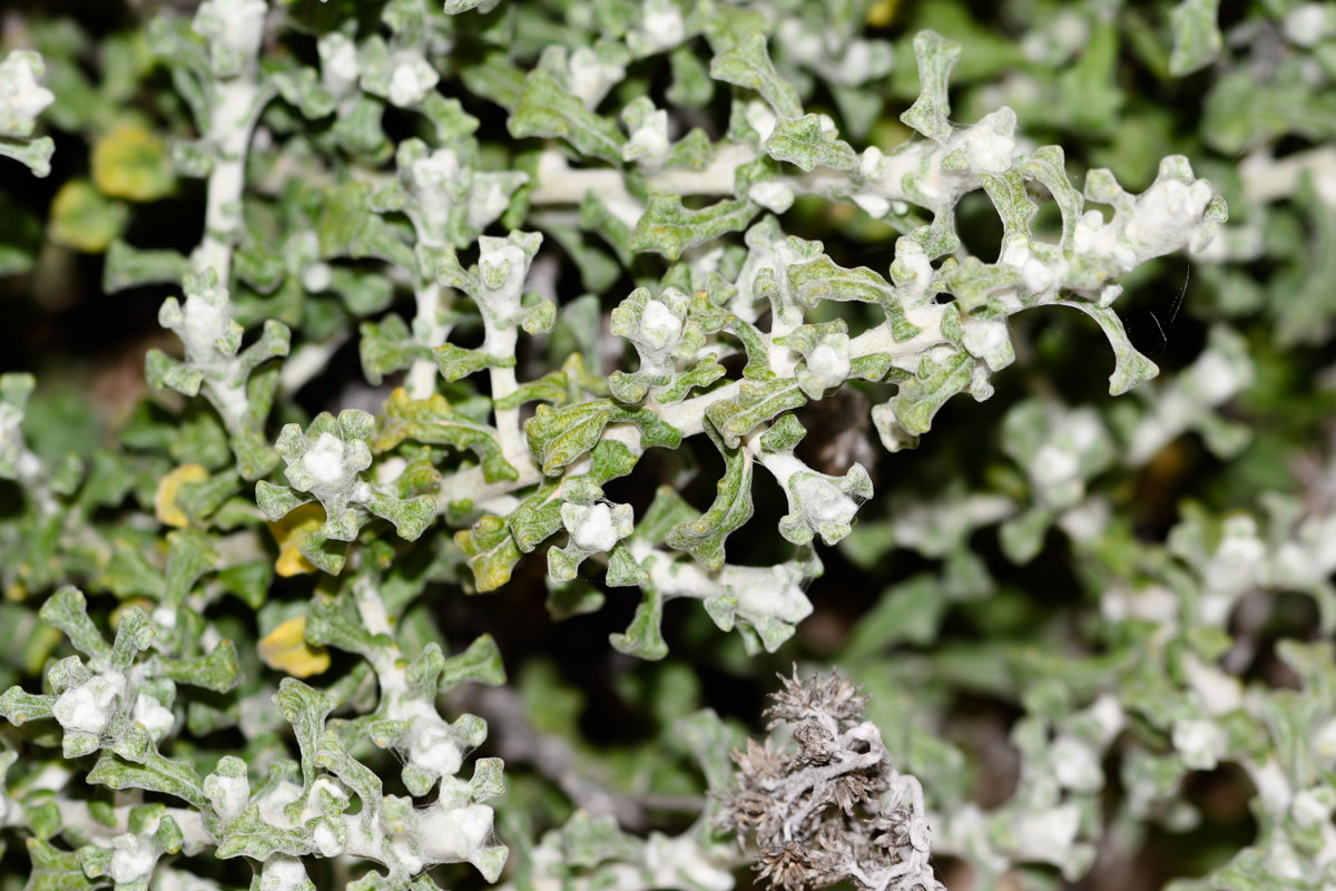 Изображение особи Helichrysum patulum.