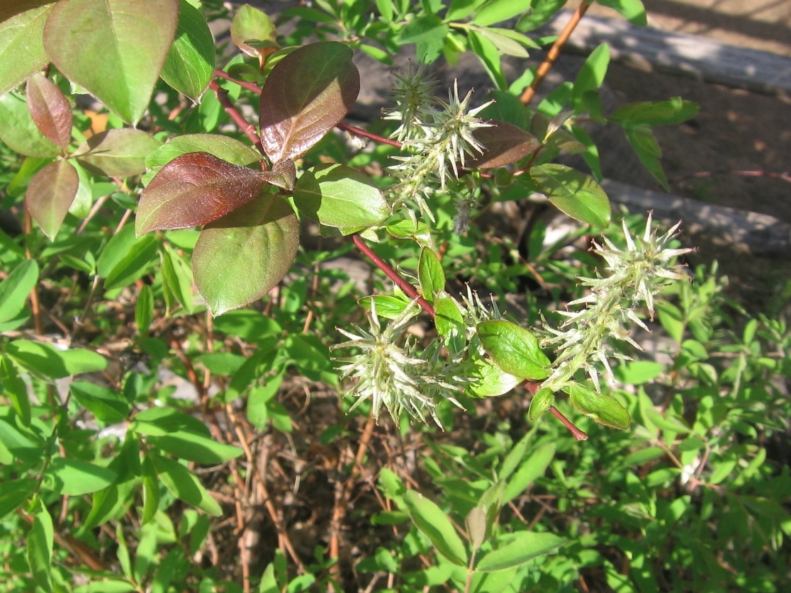 Image of Salix taraikensis specimen.