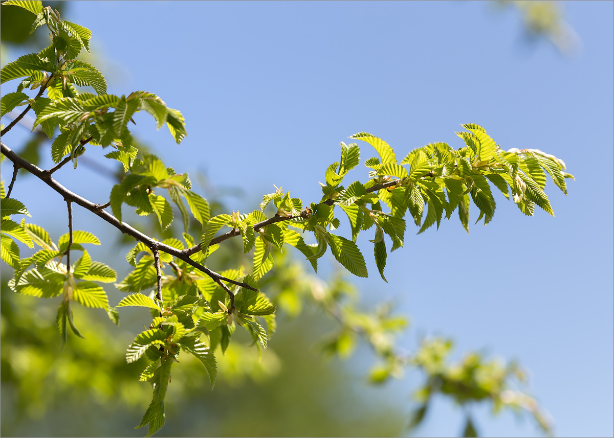 Image of genus Carpinus specimen.