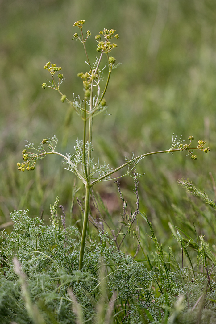 Image of Prangos odontalgica specimen.