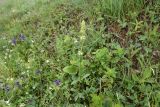 Stachys atherocalyx