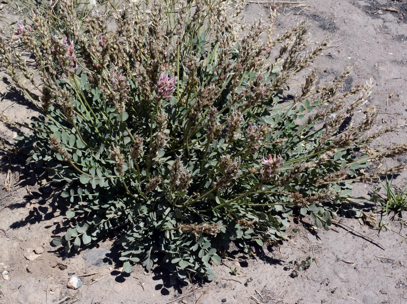 Изображение особи Astragalus platyphyllus.