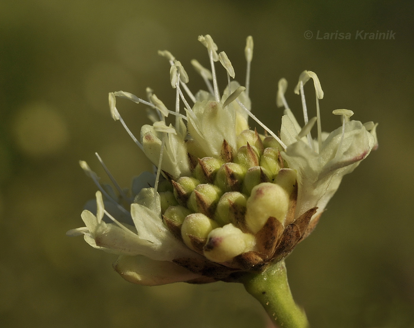 Image of Cephalaria uralensis specimen.