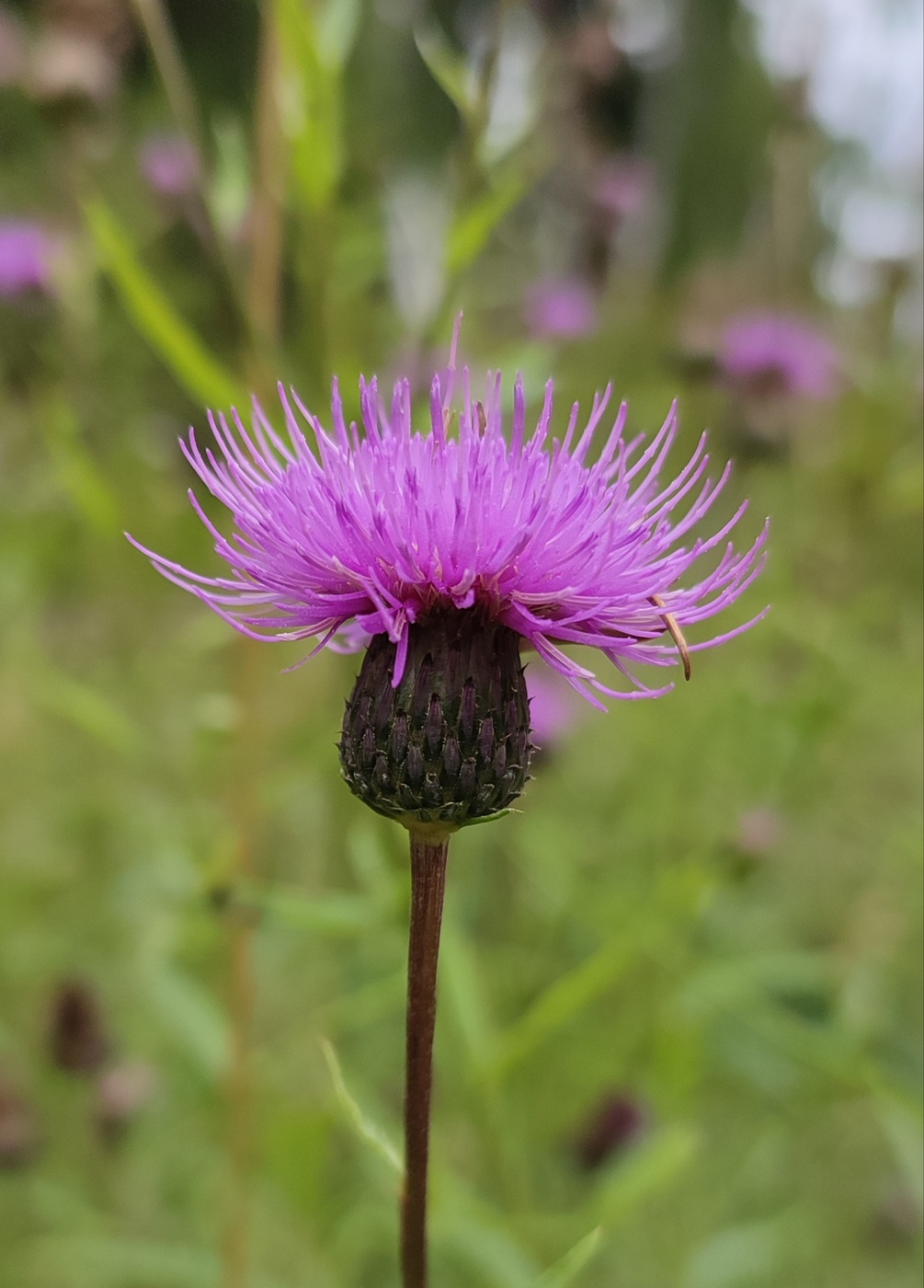 Изображение особи Cirsium serratuloides.