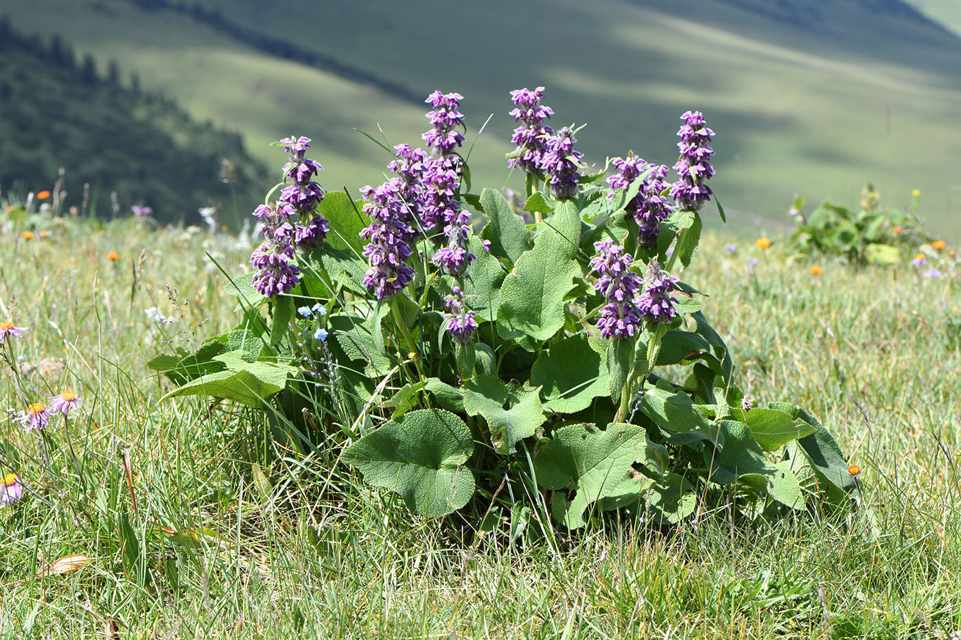 Изображение особи Phlomoides oreophila.