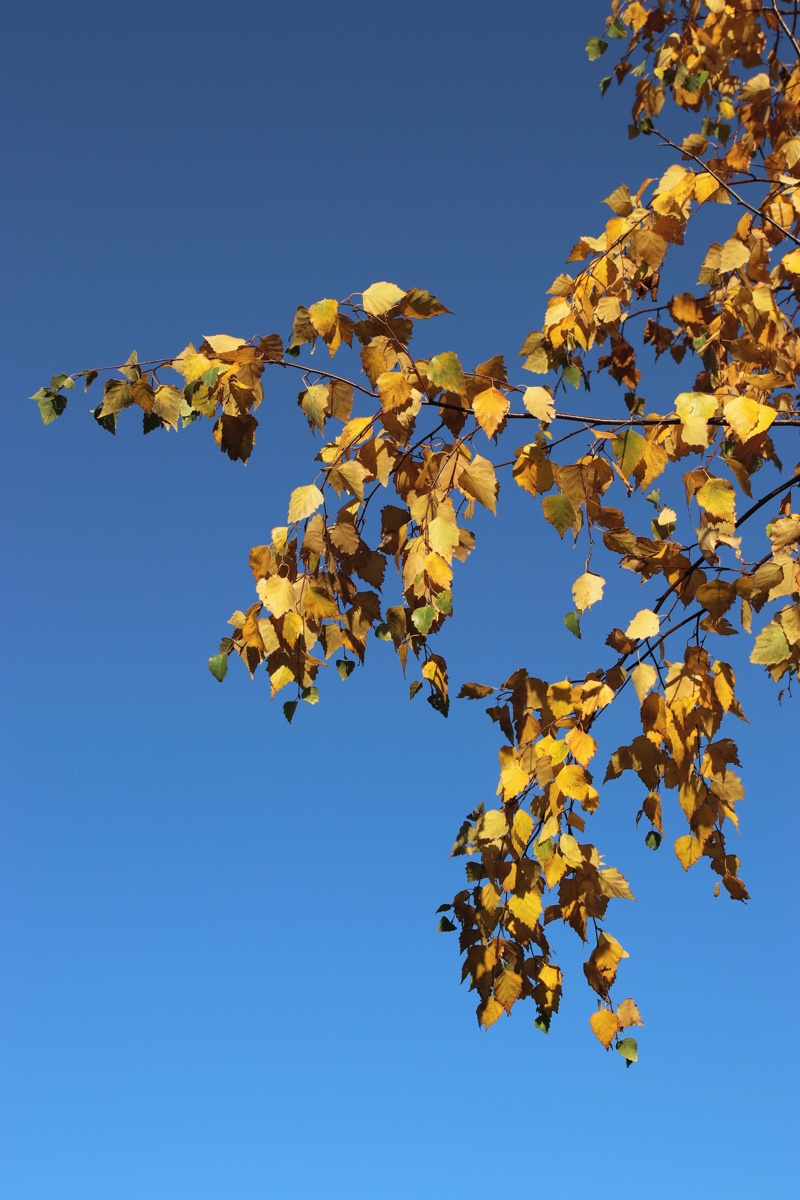 Изображение особи Betula pendula.