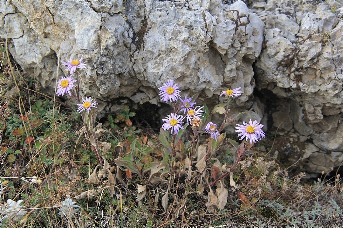 Image of Aster bessarabicus specimen.