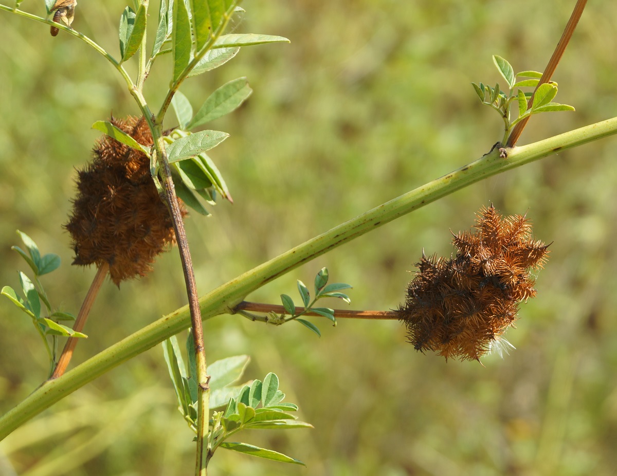 Изображение особи Glycyrrhiza echinata.