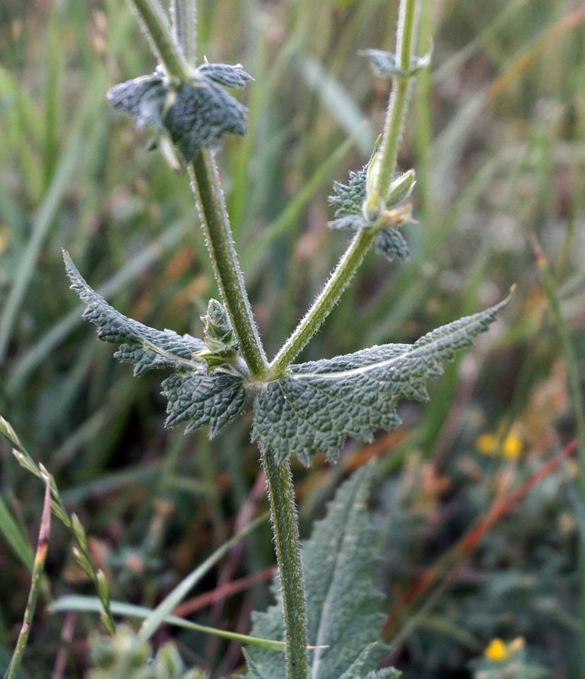 Image of Salvia virgata specimen.