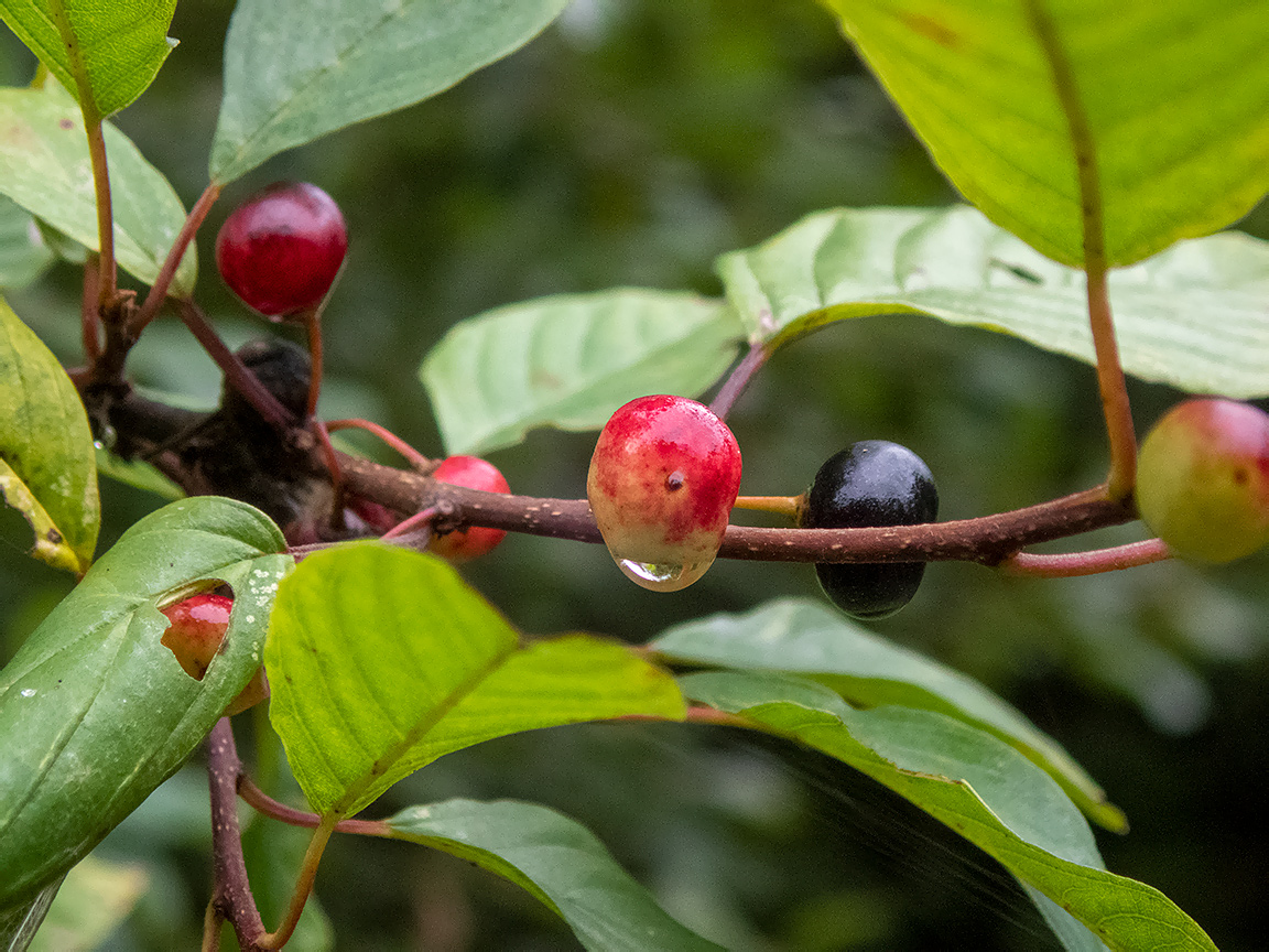 Изображение особи Frangula alnus.