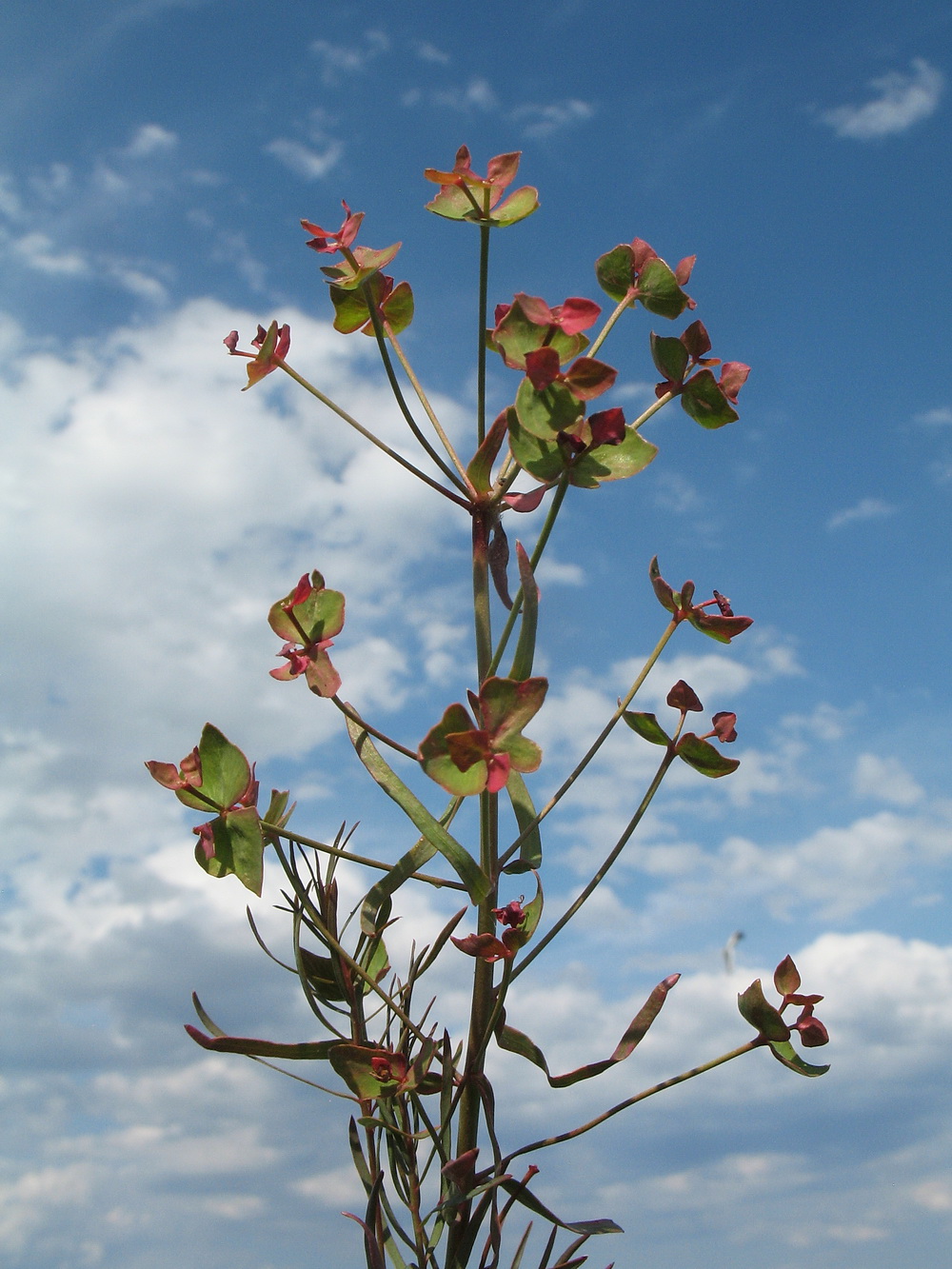 Image of genus Euphorbia specimen.