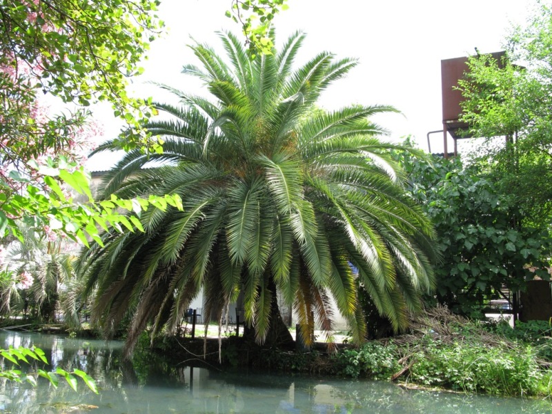 Image of Phoenix canariensis specimen.