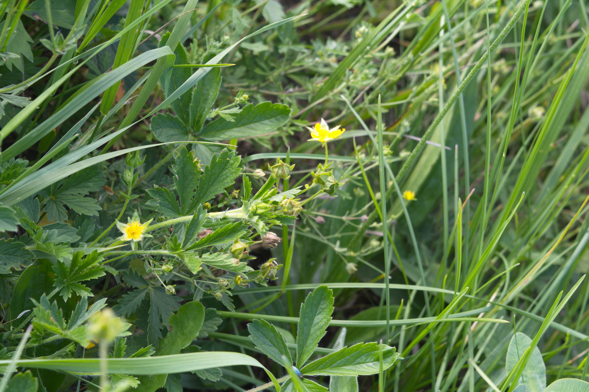 Изображение особи род Potentilla.