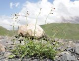 Scrophularia olympica. Цветущее растение. Дагестан, Докузпаринский р-н, окр. с. Куруш, пойма р. Чехычай, галечник. 26 июня 2023 г.