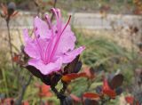 Rhododendron sichotense. Верхушка ветви с цветком. Владивосток, Ботанический сад-институт ДВО РАН. 24 октября 2010 г.