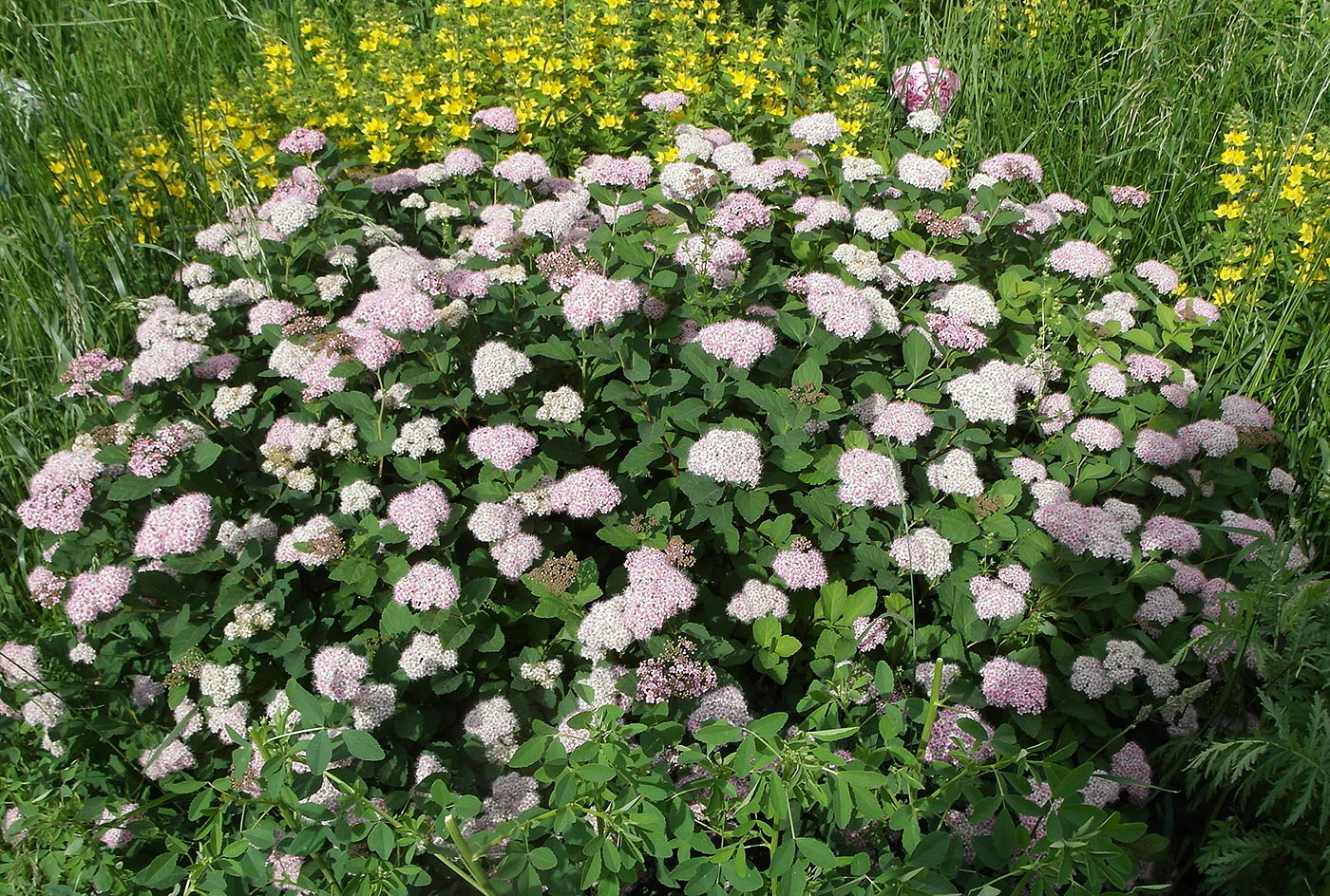 Image of Spiraea japonica specimen.