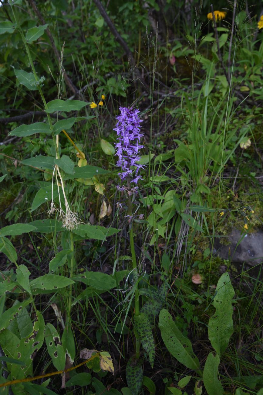 Image of Dactylorhiza urvilleana specimen.