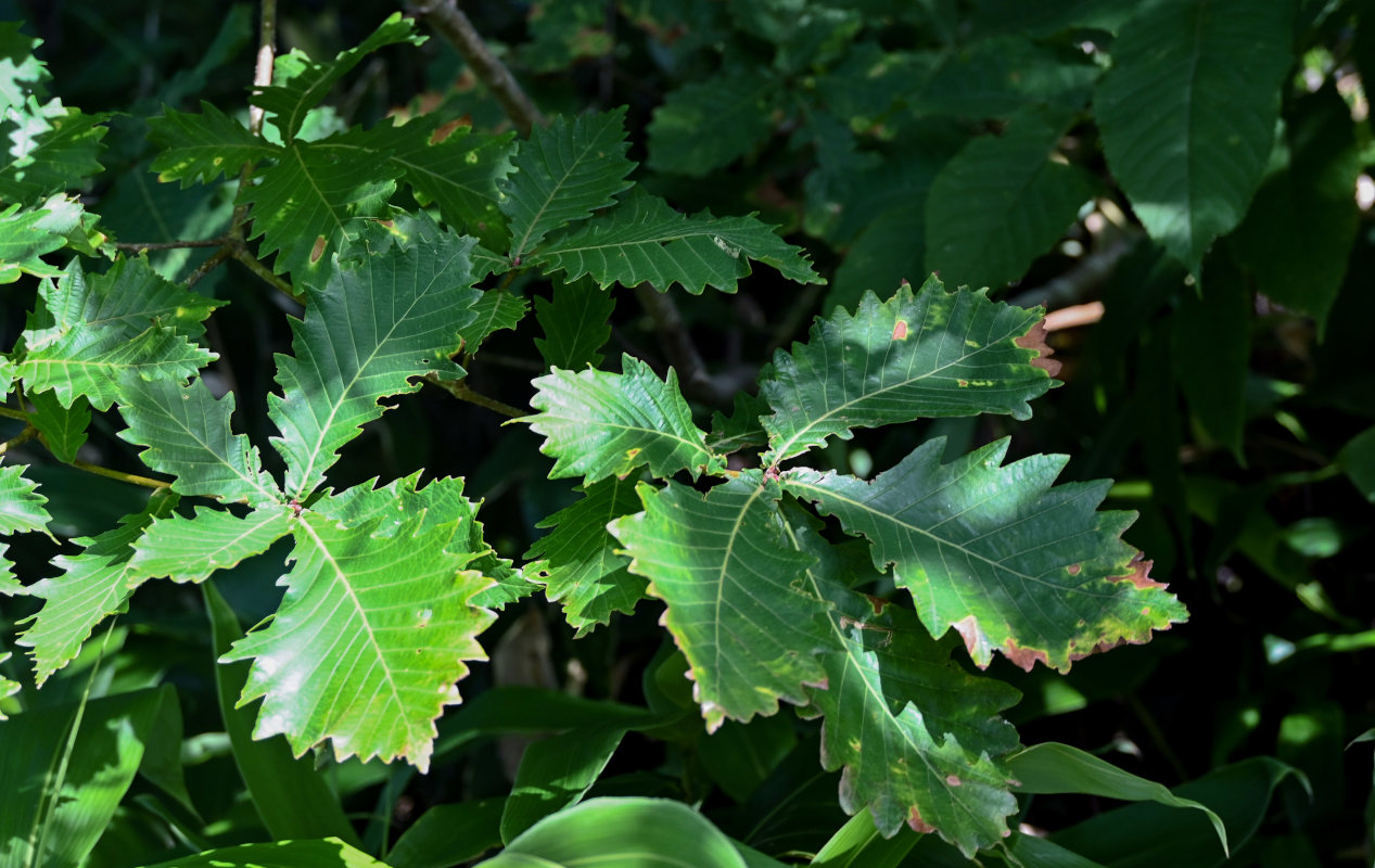 Изображение особи Quercus crispula.