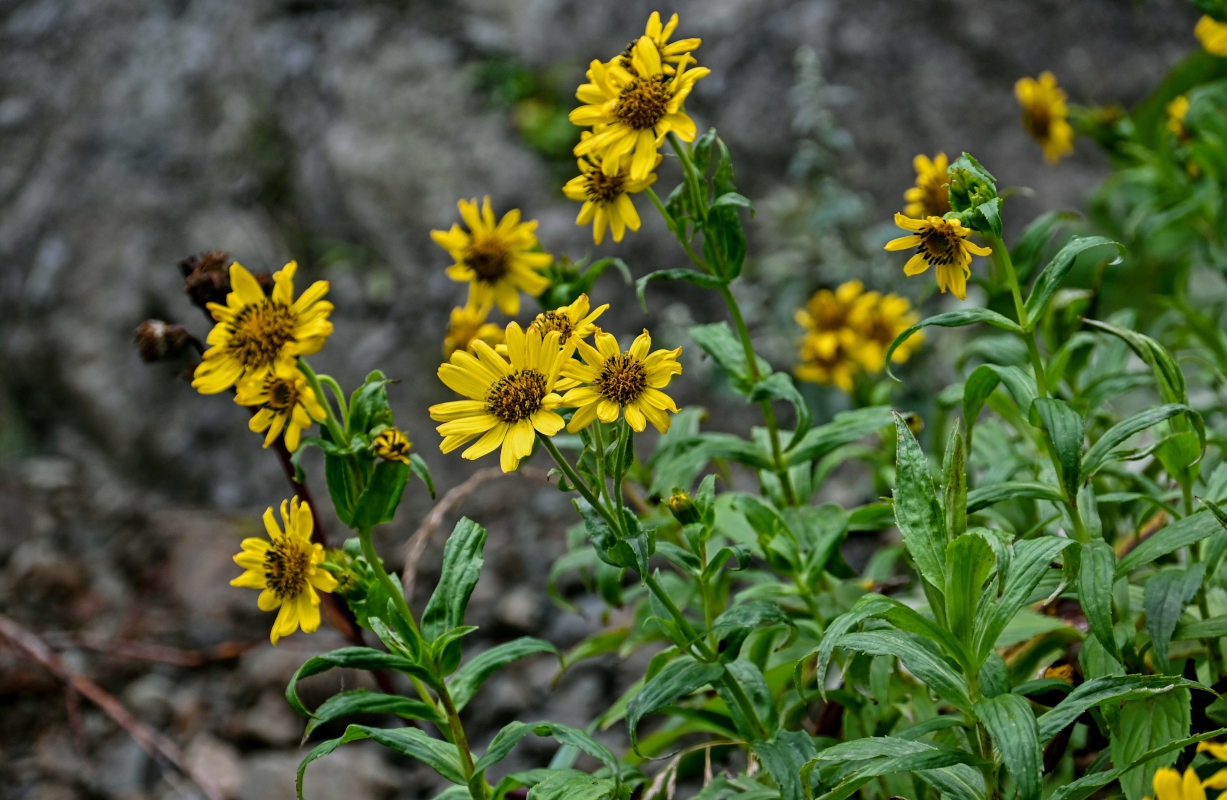 Изображение особи Arnica sachalinensis.