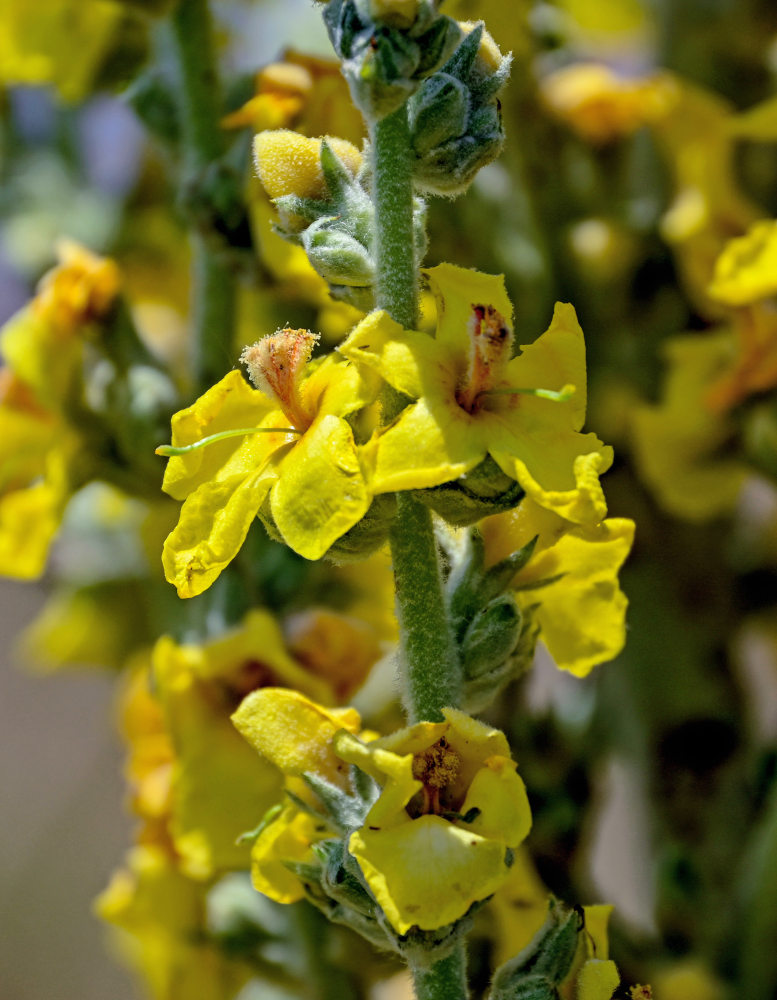 Image of Verbascum speciosum specimen.