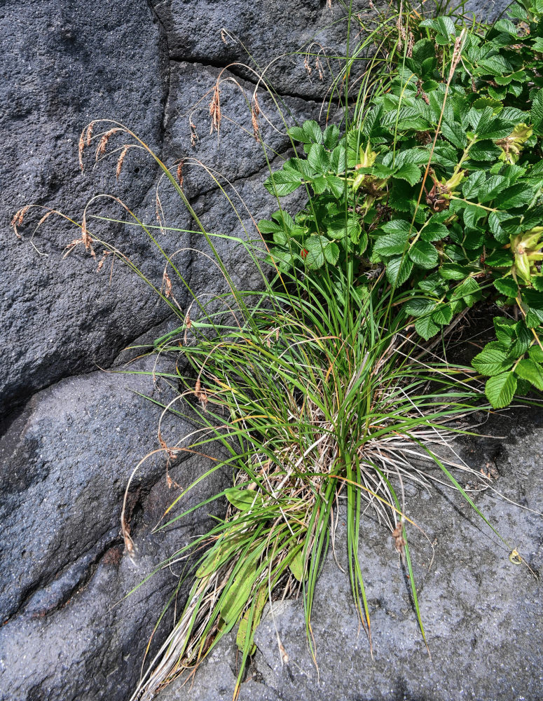 Image of Carex gmelinii specimen.