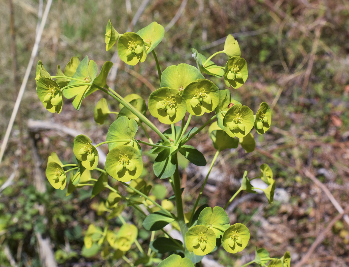 Изображение особи Euphorbia amygdaloides.