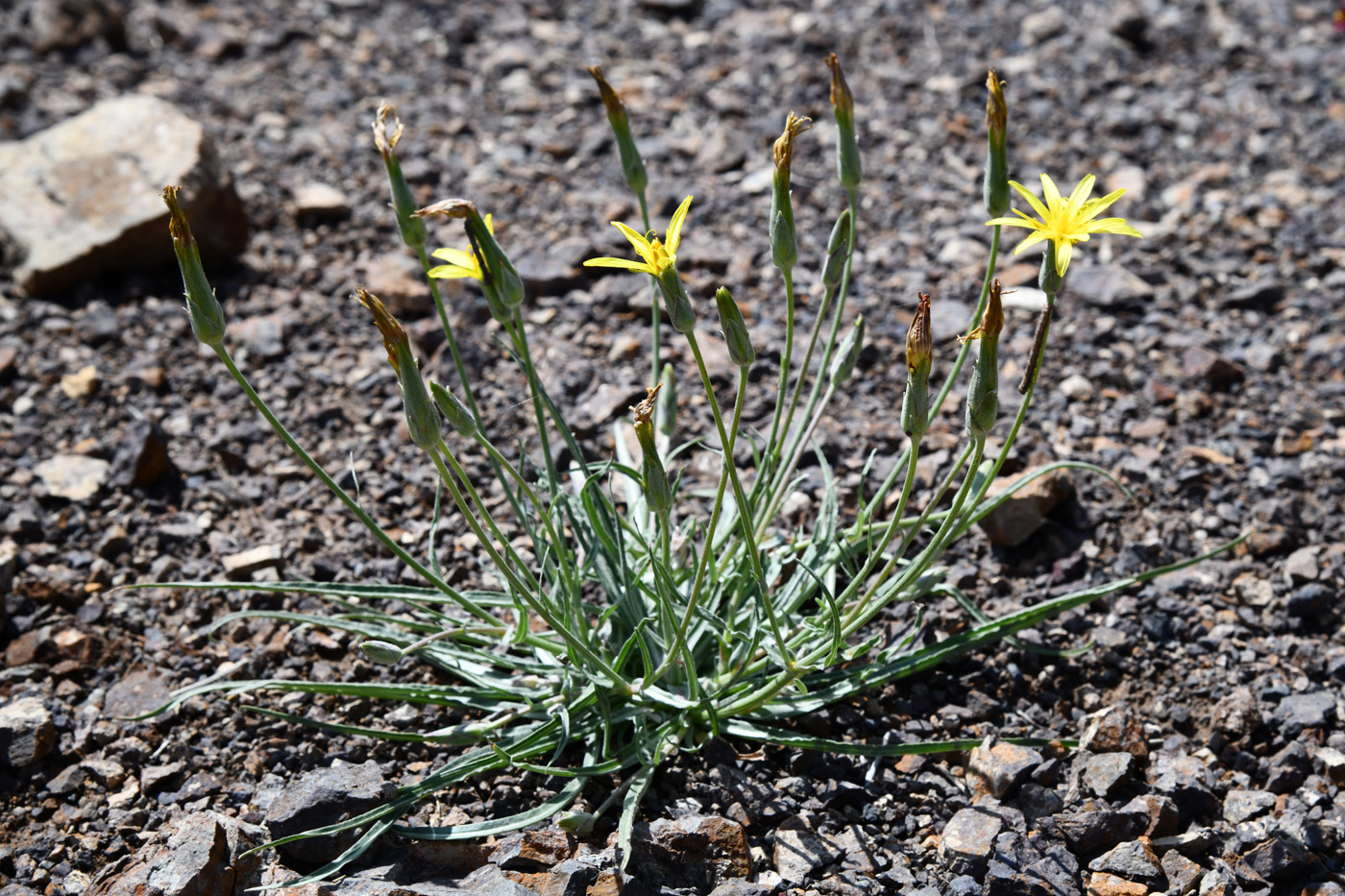 Image of genus Scorzonera specimen.