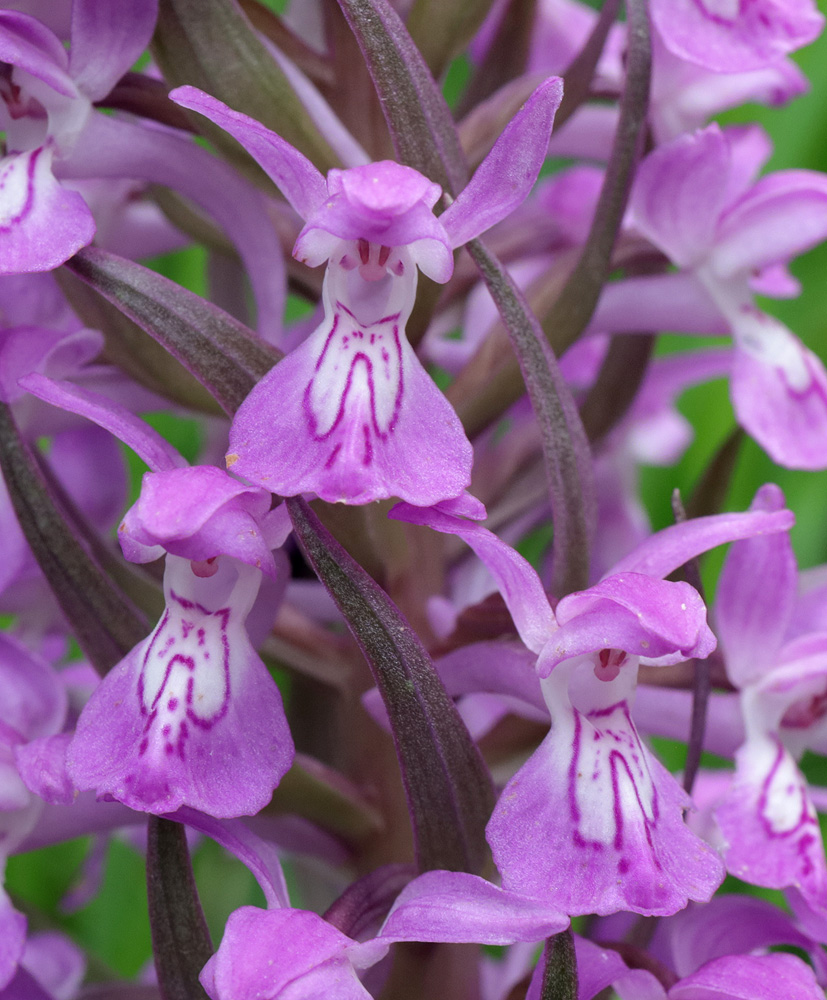 Image of Dactylorhiza umbrosa specimen.