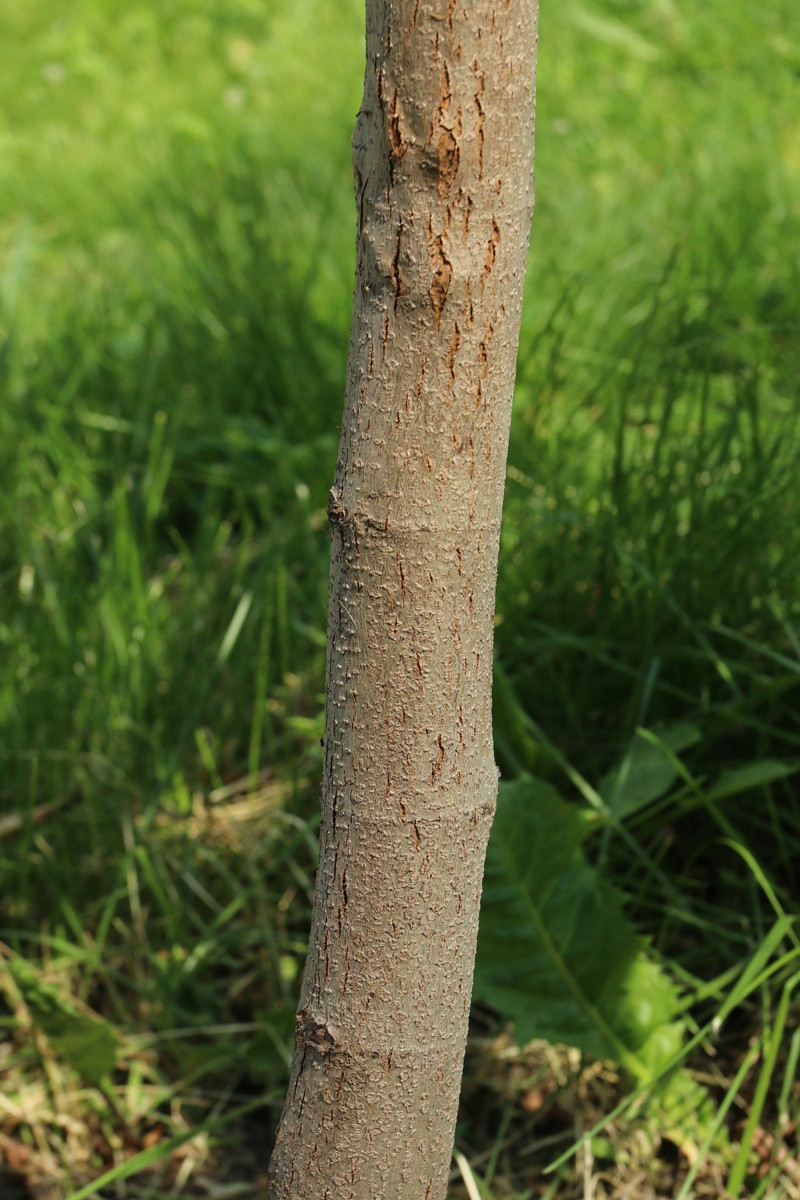 Image of Platanus occidentalis specimen.