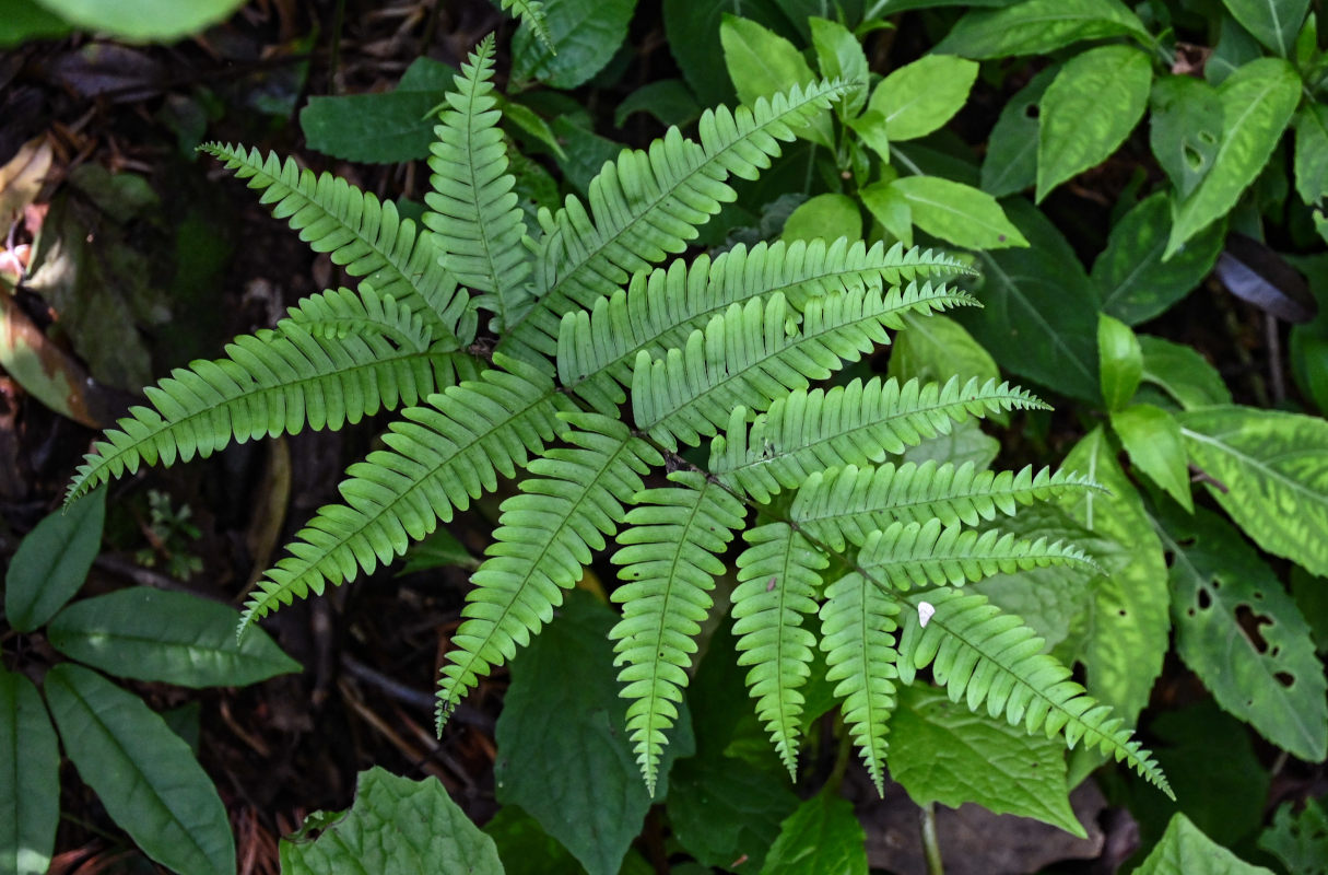 Изображение особи Pteris fauriei.