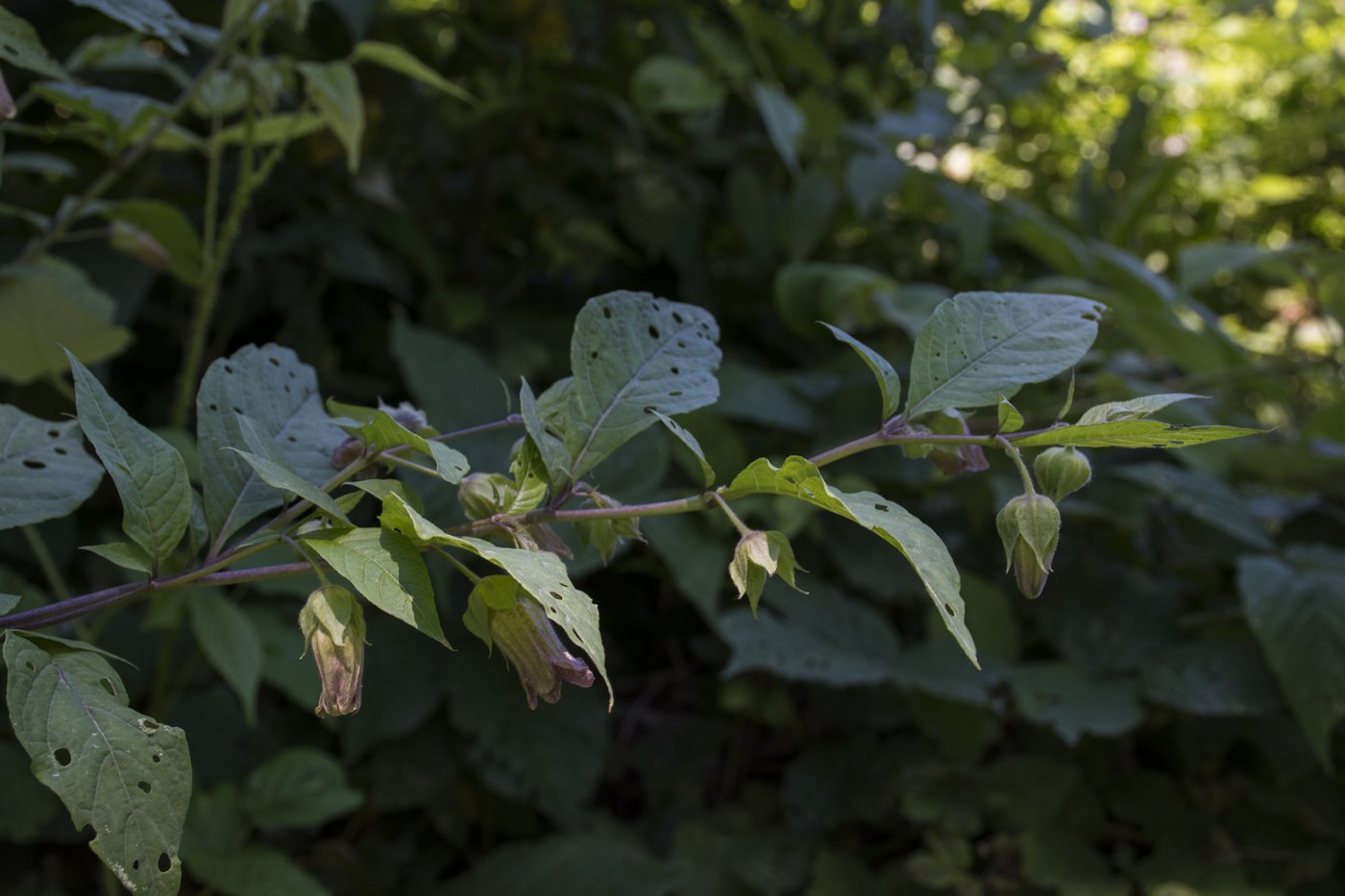 Image of Atropa caucasica specimen.