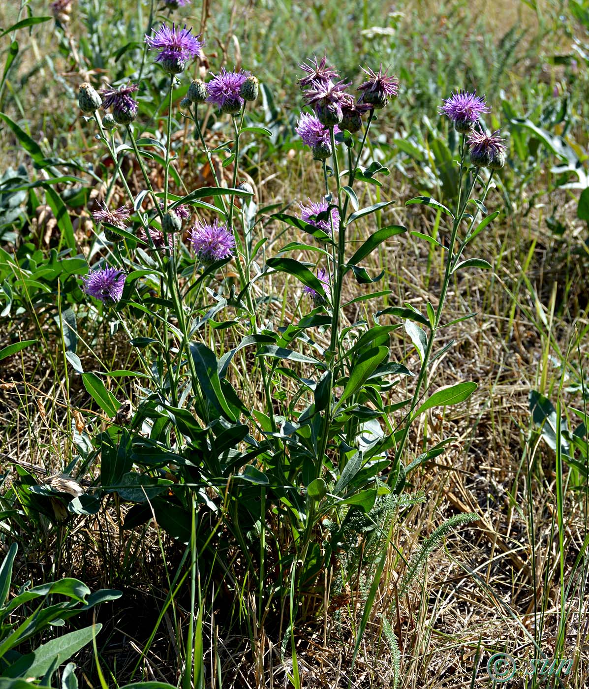 Image of Centaurea scabiosa specimen.