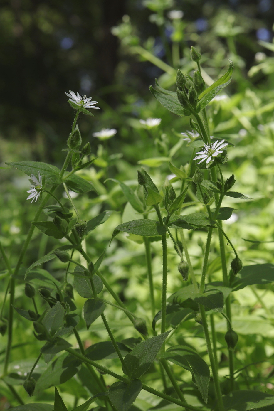 Изображение особи Myosoton aquaticum.