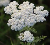 Achillea nobilis. Соцветие. Краснодарский край, м/о Анапа, окр. станицы Благовещенская, высокий берег Бугазского лимана между Бугазской косой и косой Голенькой. 09.06.2021.