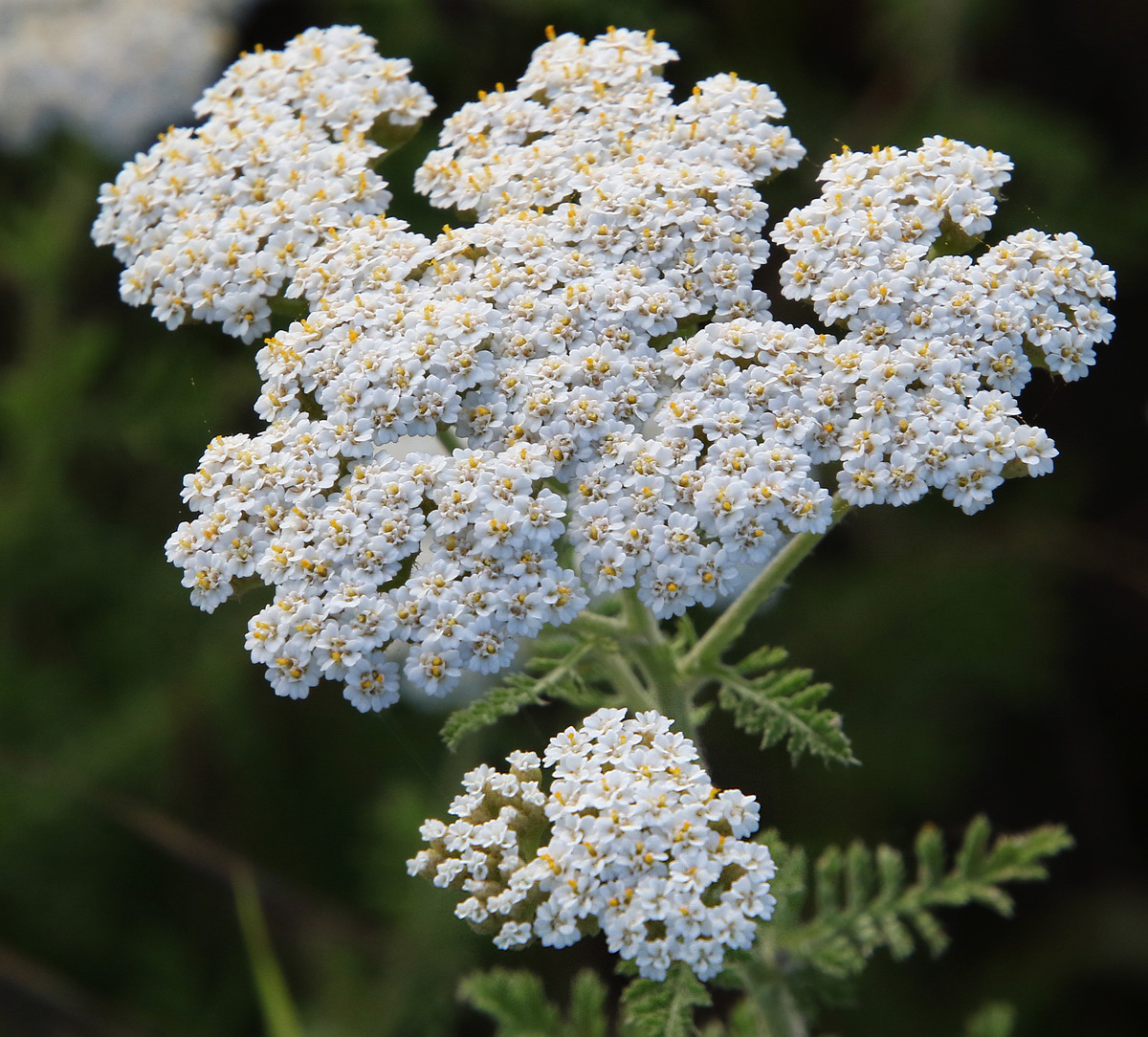 Image of Achillea nobilis specimen.