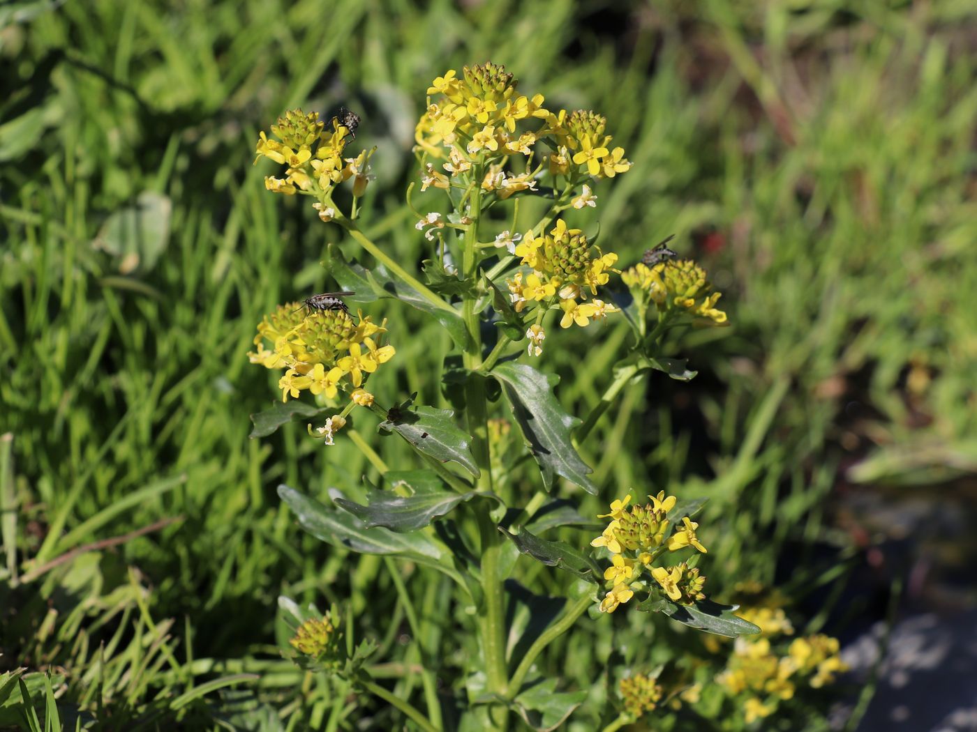 Image of Barbarea vulgaris specimen.